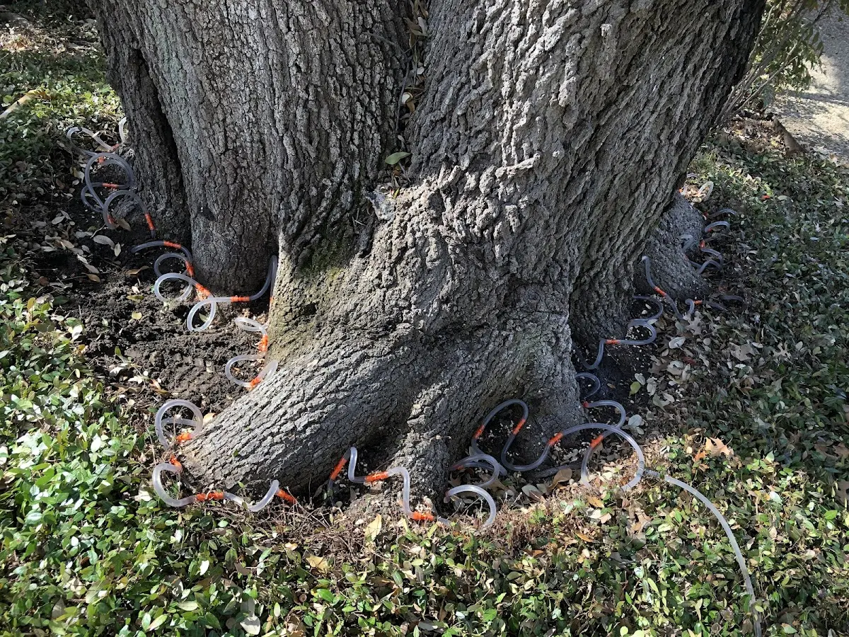 Detailed Tree Cabling and Bracing job site in Brookwood